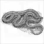 Queensnake illustration