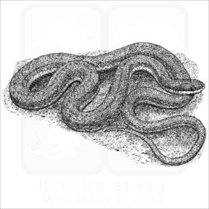 Queensnake illustration