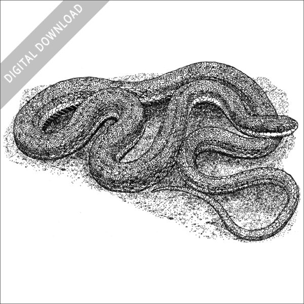 Black and white stock image of a Queensnake