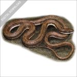 Stock art image of Queensnake