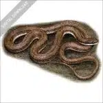 Stock art image of Queensnake
