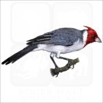 Red-Crested Cardinal illustration