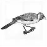 Red-Crested Cardinal black and white illustration
