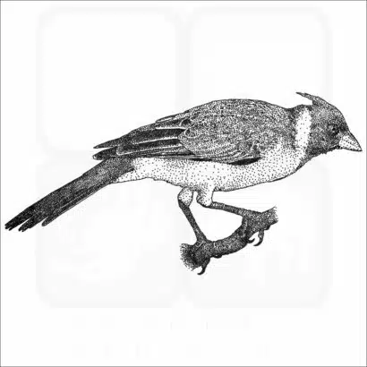 Red-Crested Cardinal black and white illustration