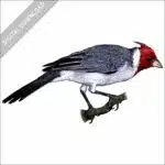 Red-Crested Cardinal stock image