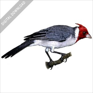 Red-Crested Cardinal stock image