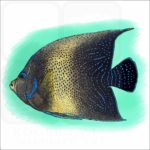 Semicircle Angelfish illustration