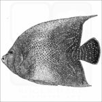 Semicircle Angelfish black and white drawing