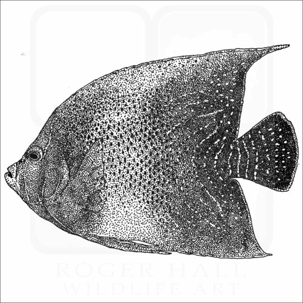 Semicircle Angelfish black and white drawing