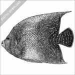 Semicircle Angelfish black and white stock image