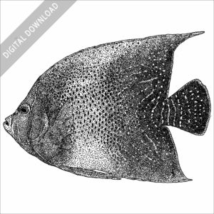 Semicircle Angelfish black and white stock image