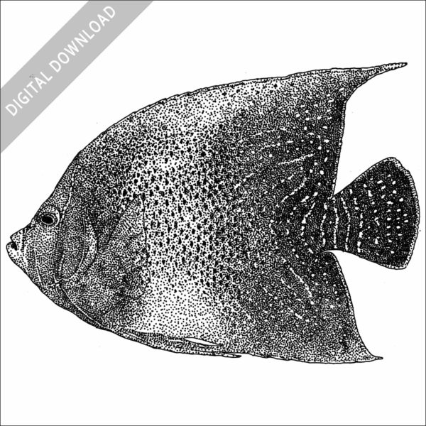 Semicircle Angelfish black and white stock image