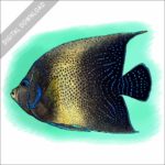 Semicircle Angelfish stock image