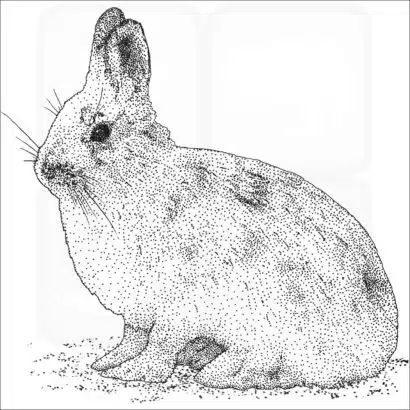 Snowshoe Hare black and white illustration