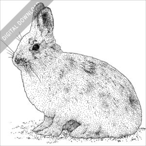 Snowshoe Hare black and white stock image
