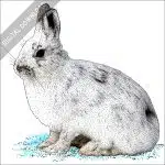 Snowshoe Hare illustration