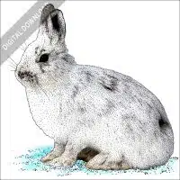 Snowshoe Hare illustration