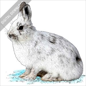 Snowshoe Hare illustration