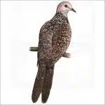 Spotted Dove illustration