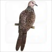 Spotted Dove illustration