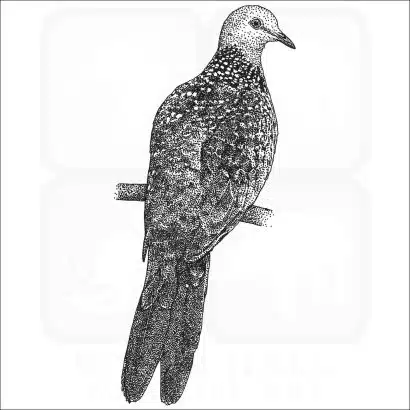 Spotted Dove black and white illustration