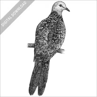 Spotted Dove black and white stock image