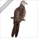 Spotted Dove stock art illustration