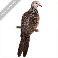 Spotted Dove stock art illustration