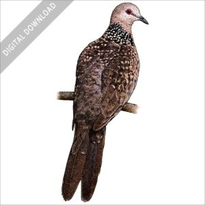 Spotted Dove stock art illustration