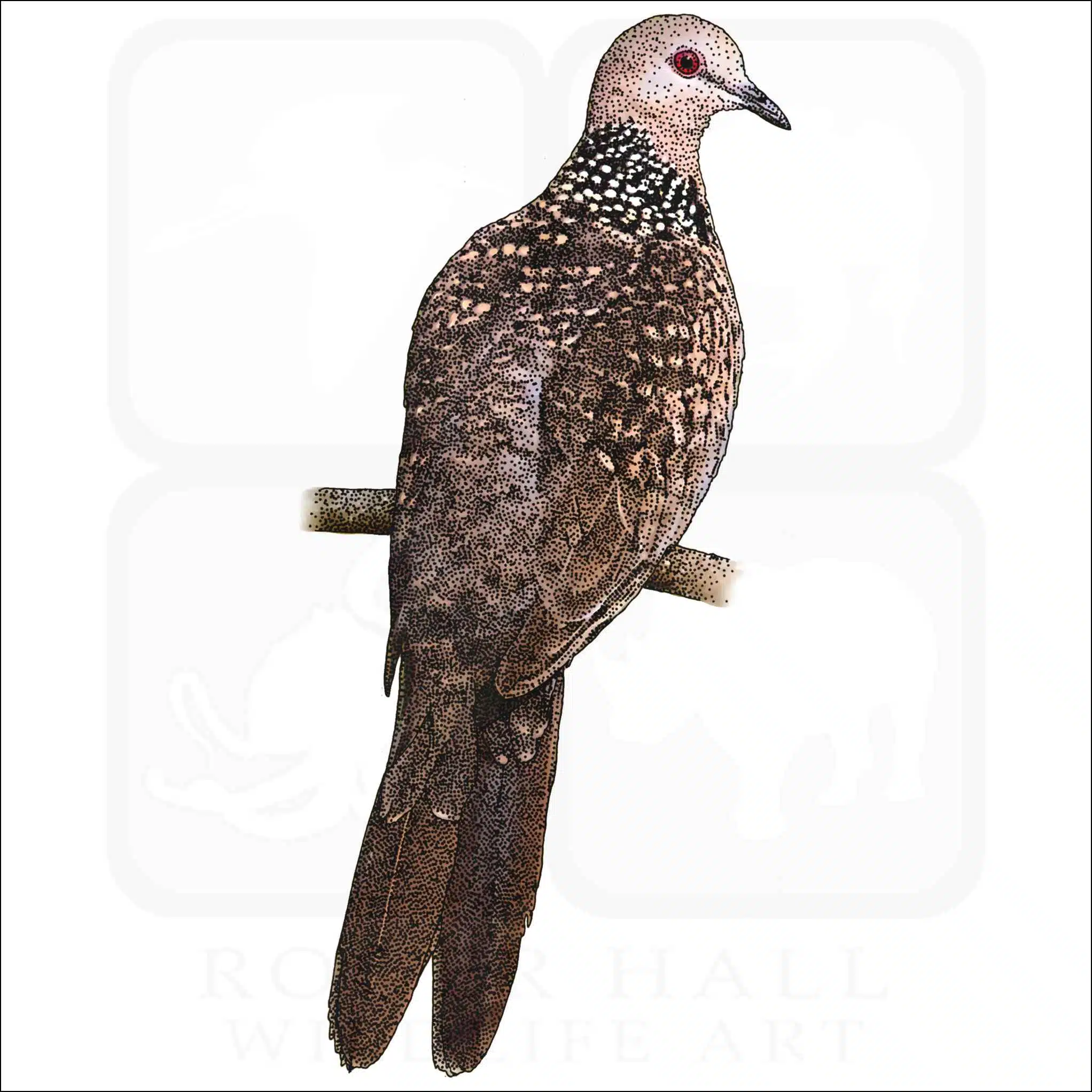 Spotted Dove Spotted Dove illustration