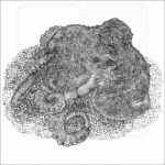 Star-Sucker Pygmy Octopus black and white drawing