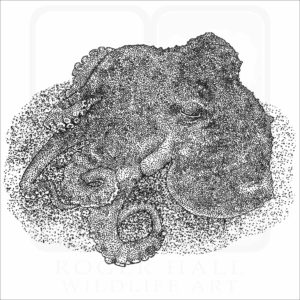 Star-Sucker Pygmy Octopus black and white drawing