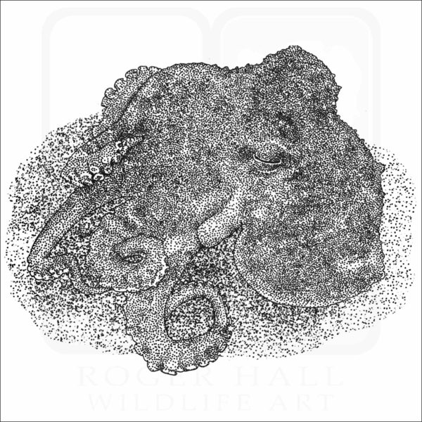 Star-Sucker Pygmy Octopus black and white drawing