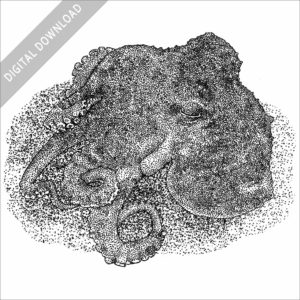 Star-Sucker Pygmy Octopus black and white stock image