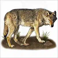 Steppe Wolf illustration