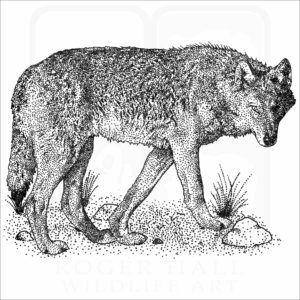 Steppe or Caspian Sea Wolf black and white illustration