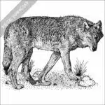 Steppe or Caspian Sea Wolf black and white stock art illustration