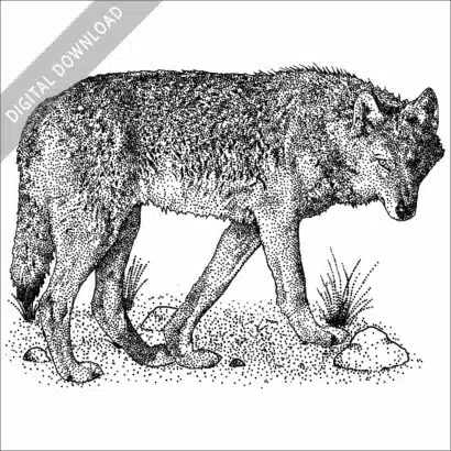 Steppe or Caspian Sea Wolf black and white stock art illustration