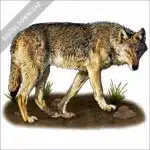 Steppe or Caspian Sea Wolf stock image