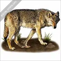 Steppe or Caspian Sea Wolf stock image