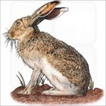 White-Sided Jackrabbit illustration
