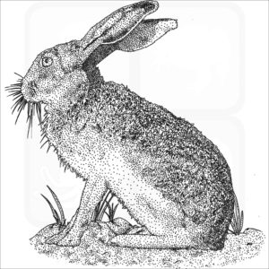 White-Sided Jackrabbit black and white drawing