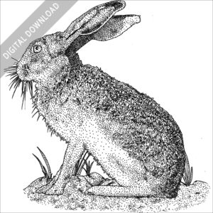 White-Sided Jackrabbit black and white stock image