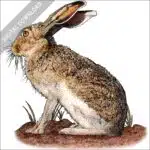 White-Sided Jackrabbit stock image