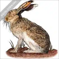 White-Sided Jackrabbit stock image