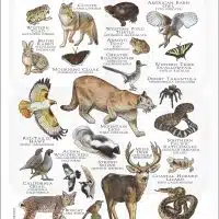 Animals of Irvine Ranch Conservancy poster
