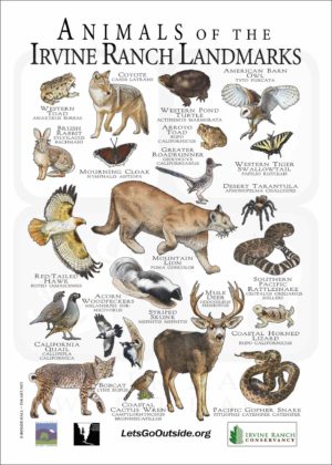 Animals of Irvine Ranch Conservancy poster