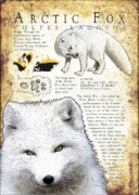 Arctic Fox infographic