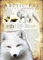Arctic Fox infographic