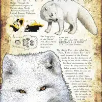Arctic Fox infographic
